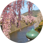 天童桜祭り